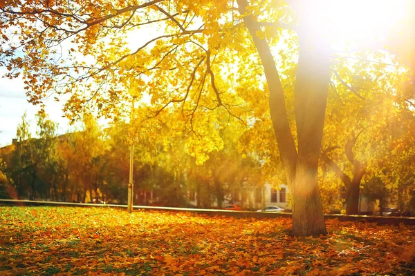 Drzewa w jesiennym parku — Zdjęcie stockowe