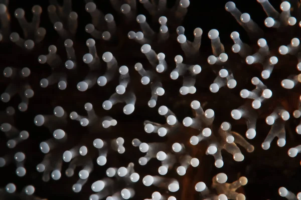 Korallenpilz auf einem Baum — Stockfoto