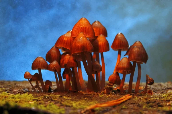 Gomba az őszi erdőben — Stock Fotó