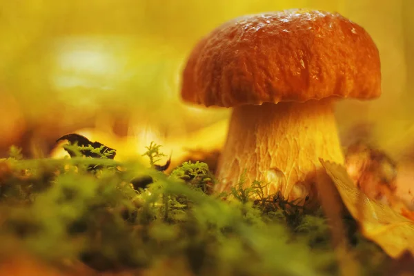 Mushroom  in the autumn forest — Stock Photo, Image