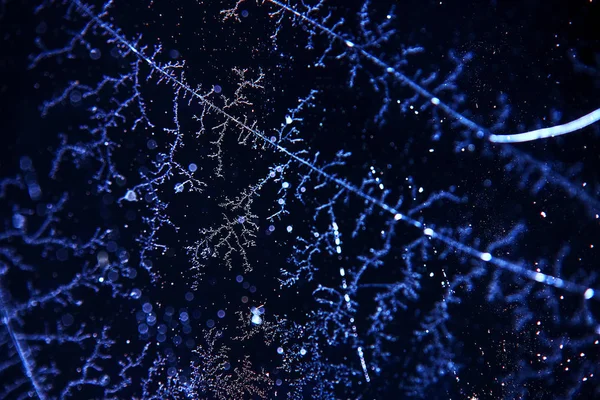 Rimfrost och snö mönster — Stockfoto