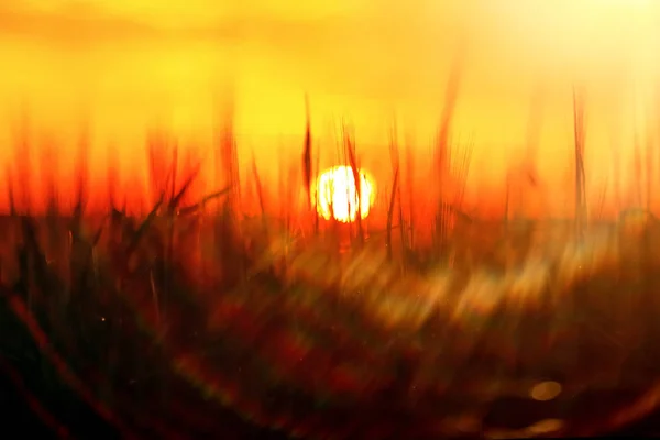 Gräs i fältet vid solnedgången — Stockfoto