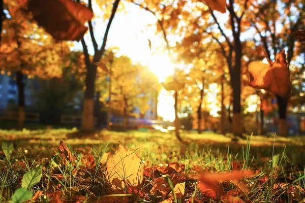 Zonnig weer in herfst park — Stockfoto