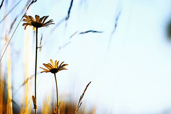 Blumen wachsen auf einer grünen Wiese — Stockfoto