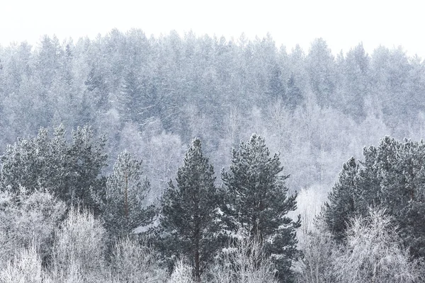 Forêt hivernale enneigée — Photo