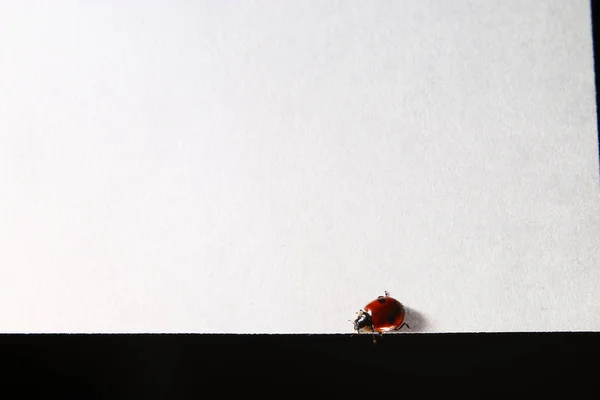 Katicabogár rovar, fehér felületre — Stock Fotó