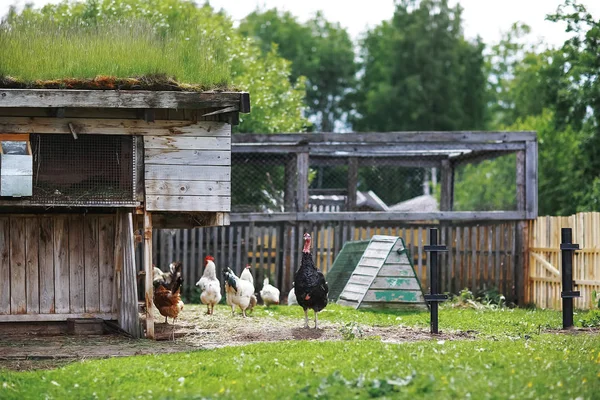 Gänse an einem sonnigen Tag — Stockfoto