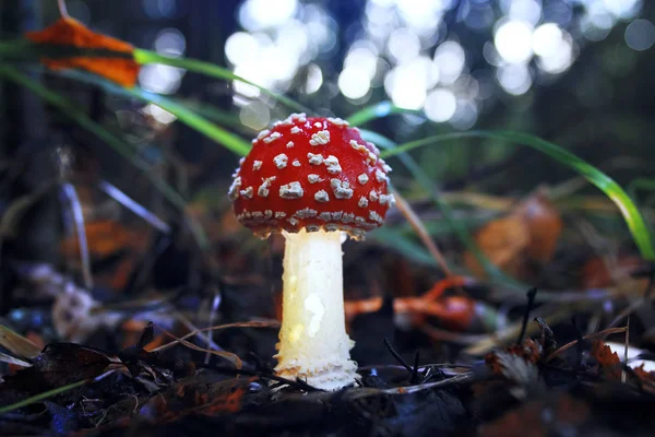Mushroom  in the autumn forest — Stock Photo, Image