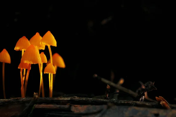 Setas en el bosque de otoño —  Fotos de Stock