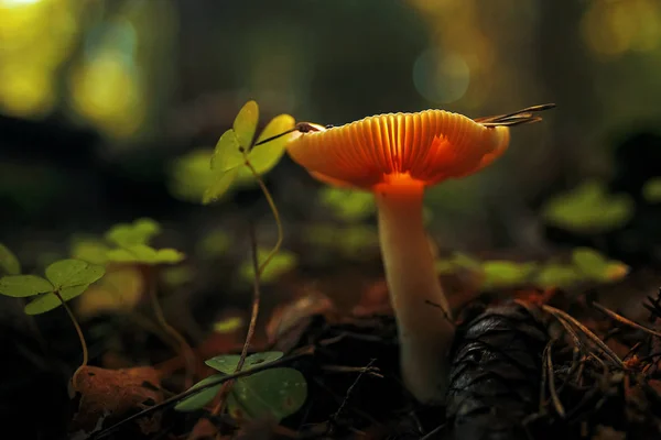 Gomba az őszi erdőben — Stock Fotó