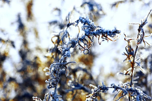 Det frusna gräset i frosten — Stockfoto