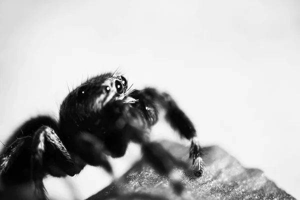 Fluffy spider looks straight — Stock Photo, Image