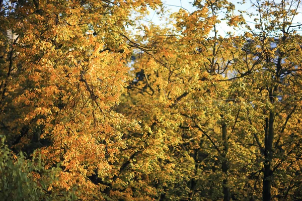 晴朗的天气，在秋天的公园 — 图库照片