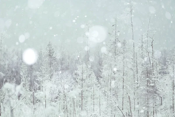 Hó téli erdő — Stock Fotó