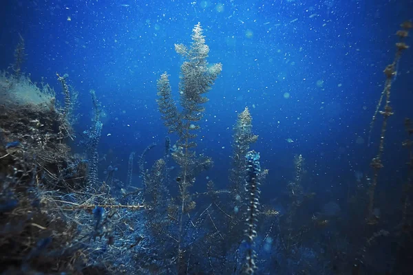 Fonds marins avec algues et coraux — Photo