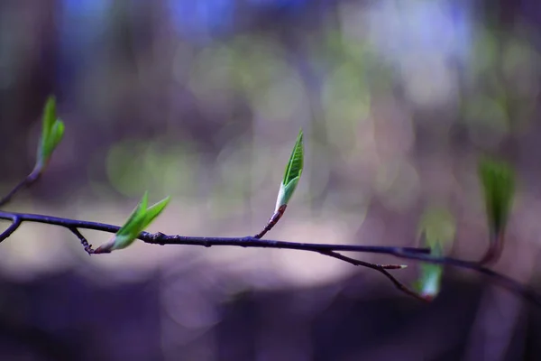 Branche d'arbre aux bourgeons verts — Photo
