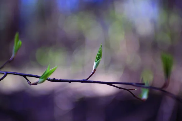 Tree branch with green buds — Stock Photo, Image