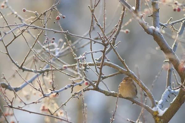 De vogel zit op een tak — Stockfoto