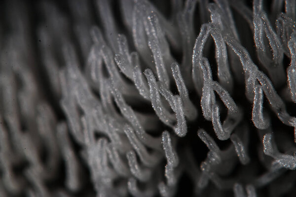 Коралловый гриб на дереве
