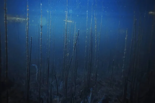 海藻やサンゴ海底 — ストック写真