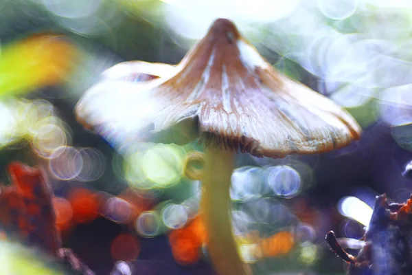 Champiñones en el bosque de otoño —  Fotos de Stock