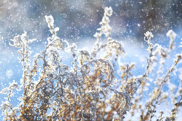 La hierba congelada en la helada — Foto de Stock