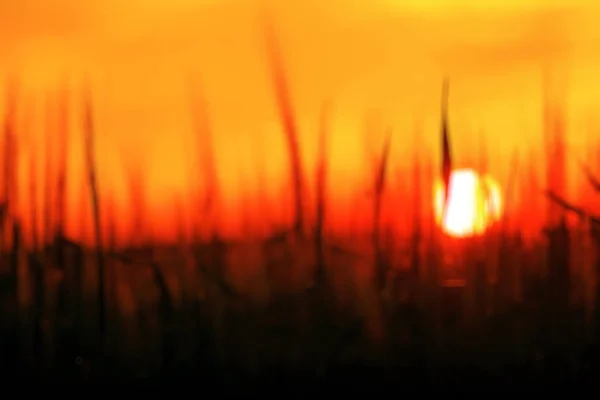 Zonsondergang onscherpe achtergrond — Stockfoto