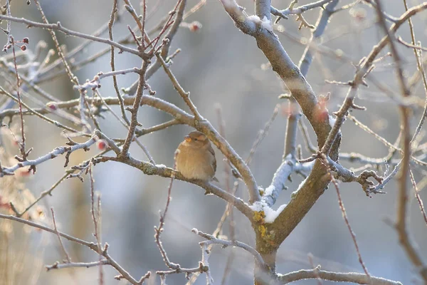 El pájaro está sentado en una rama — Foto de Stock
