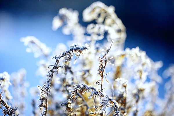 The frozen grass in the frost — Stock Photo, Image