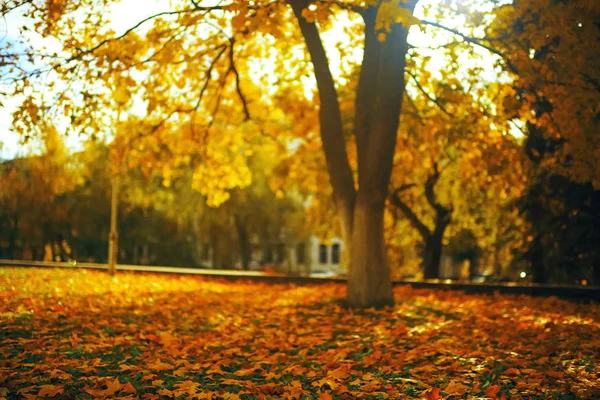 Bäume im Herbstpark — Stockfoto