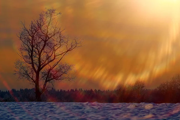 Tramonto nella foresta invernale — Foto Stock