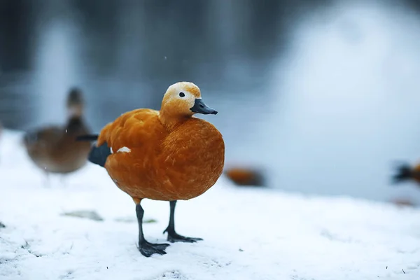 Duck walking by the stream