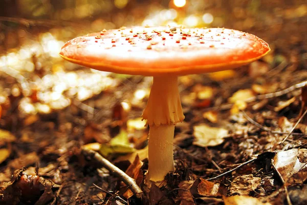 Cogumelo na floresta de outono — Fotografia de Stock