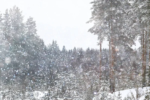 Засніжена зимовий ліс — стокове фото
