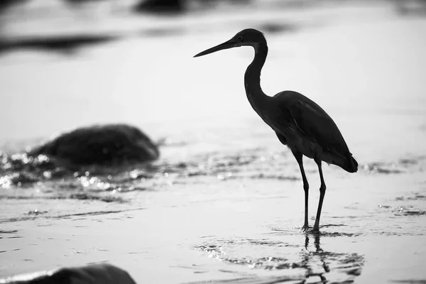Cartel de pájaro en la orilla — Foto de Stock