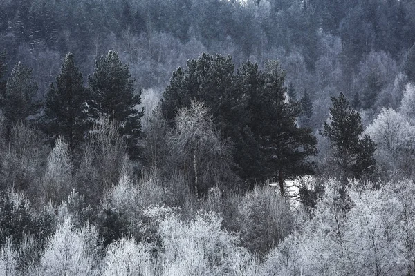 Zimowy las pokryty śniegiem — Zdjęcie stockowe