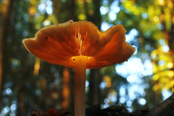 Cogumelo na floresta de outono — Fotografia de Stock