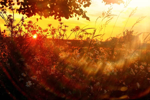 Grama no campo ao pôr-do-sol — Fotografia de Stock