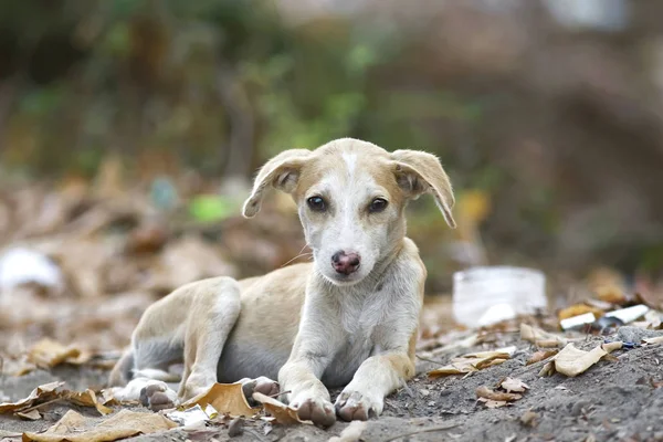 Cucciolo solitario su una strada vuota — Foto Stock