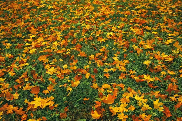 Umgestürzte Blätter auf dem Boden — Stockfoto
