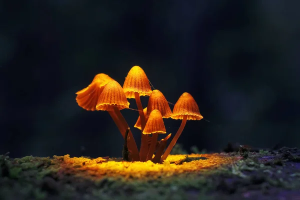 Champignons dans la forêt d'automne — Photo