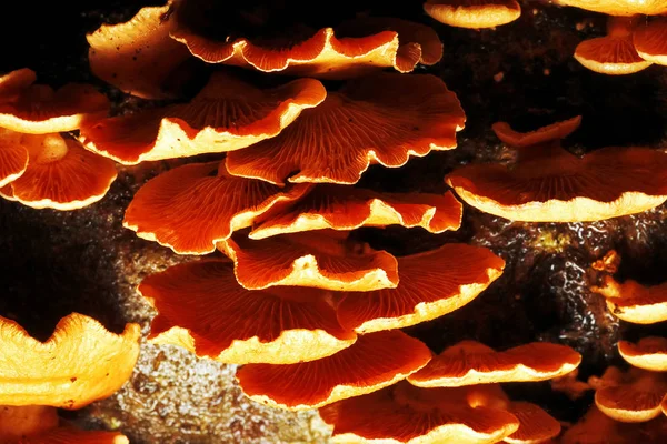 Champignons dans la forêt d'automne — Photo