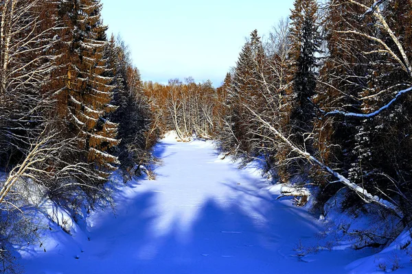 Bela floresta de inverno — Fotografia de Stock