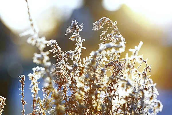 Het bevroren gras in de vorst — Stockfoto