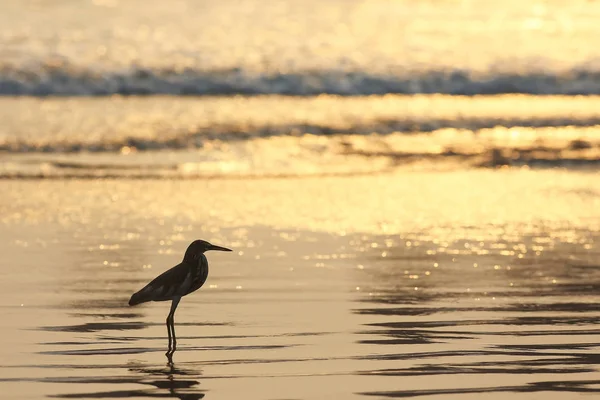 Um pássaro está andando na praia — Fotografia de Stock