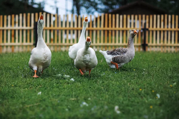 Gänse auf einem Bauernhof an einem Tag — Stockfoto