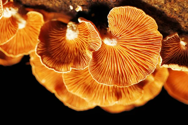 Mushrooms  in the autumn forest — Stock Photo, Image