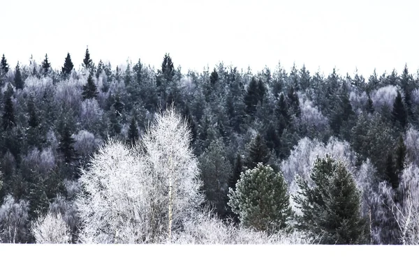 Schneebedeckter Winterwald — Stockfoto