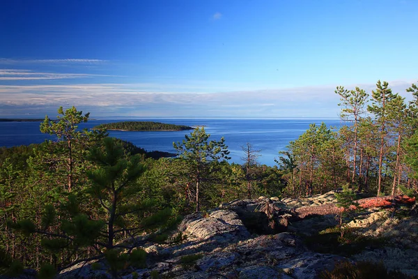 Tallarna på klipporna i skogen — Stockfoto