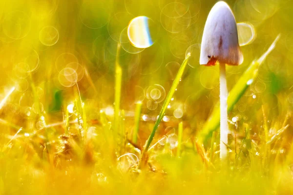 화창한 날씨에 잔디에 버섯 — 스톡 사진